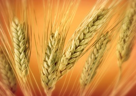 قیمت خرید تضمینی جو در گلستان اعلام شد