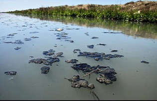 تصاویر سرازیر شدن تمام فاضلاب شهری بندرترکمن به دریای خزر