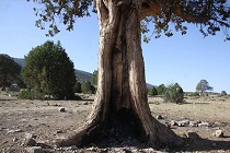 درختان اُرس منطقه سر علی‌آباد و شاه کوه ایستاده میسوزند 