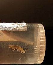 موجود ناشناخته در غار علیصدر+عکس