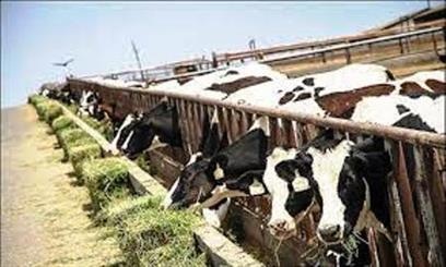 موردی در خصوص تب کنگو در گلستان مشاهده نشده است