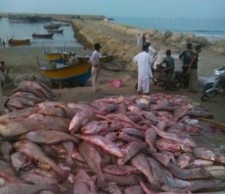 صید سه میلیاردی صیادان خوش شانس در یک شب