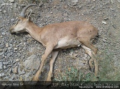 نخستین تصاویر از مرگ و میر گسترده حیات وحش هفتاد قله بر اثر بیماری طاعون تیر ۱۳۹۴