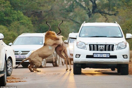 صحنه های زیبا و نادر شکار شیرها در وسط جاده + گزارش تصویری