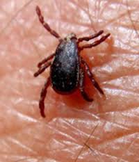 مرگ ۷ نفر در ایران به خاطر تب کریمه کنگو