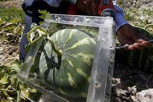 ابتکار کشاورز لبنانی در کشت هندوانه + عکس 