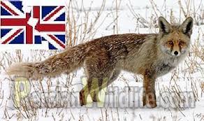 تایید بازگشایی سفارت انگلیس روباه در تهران 