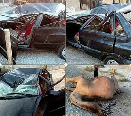 عاقبت پراید بعد از تصادف با شتر +عکس 