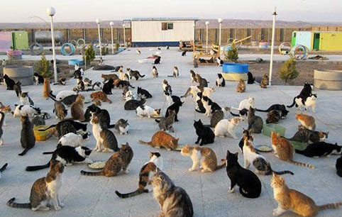 سوختن ۲۰۰گربه بیمار ومعلول و خانم خانم رئوفی بانوی حامی حیوانات درآتش