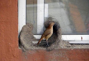 تصاویر: مهندسی ساختمان پرندگان 