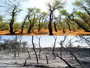 شعله‌های آتش در جنگلی که به ثبت یونسکو رسیده‌ است/ نادر ترین جنگل خاورمیانه غرق در آتش/تصاویر