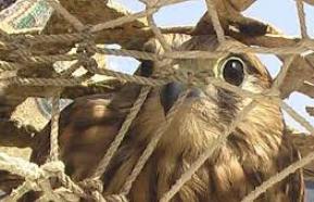 دستگیری 40 شکارچی متخلف در گلستان