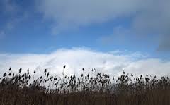 نقش سازمان حفاظت محیط زیست نمایشیست/ دولت با گروههای دارای حاشیه امن بیتعارف برخورد کند/جنگ قدرت، گروههای سیاسی را از محیط زیست غافل کرد