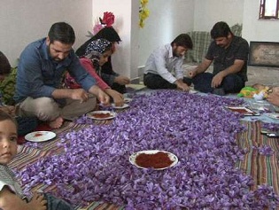 برداشت زعفران از مزارع شهرستان گالیکش آغاز شد