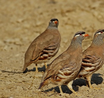 رفتار کبک گونه برخی فعالان سیاسی ترکمن 