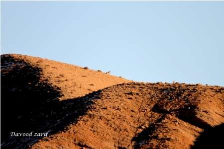 خراسان شمالی ،عکس ،دو قلاده پلنگ نر و ماده ،عدالت خواهان گلستان