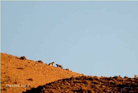 خراسان شمالی ،عکس ،دو قلاده پلنگ نر و ماده ،عدالت خواهان گلستان