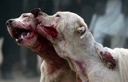 نمایش غیرانسانی جنگ سگ ها به بندرترکمن رسید!!/هیچ حیوانی برای تفریح با انسان چنین نکرده است