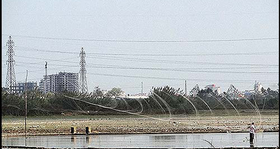 نجات پرندگان از دام‌های هوایی شکارچیان غیرمجاز در گلستان