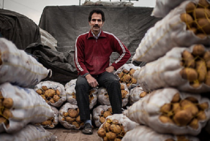 دولتی که از مدیریت تولید سیب زمینی هم ناتوان است/واردات گسترده سیب زمینی