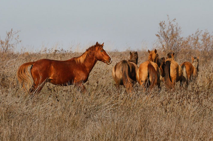 جزیره آشوراده ,بندرترکمن جزیره آشوراده ,اسب ,اسب وحشی ,قاچاق ,اسب ,اسب وحشی جزیره آشوراده ,بندرترکمن جزیره آشوراده ,اسب ,اسب وحشی ,قاچاق ,اسب ,اسب وحشی