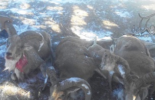 دستگیری شکارچیان متخلف با کشف لاشه ۴ رأس قوچ و میش در پارک ملی گلستان