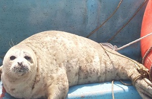 رها سازی دو قلاده فوک خزری در آشوراده