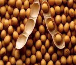 عدم غلاف بندی 20 درصد مزارع سویای گلستان